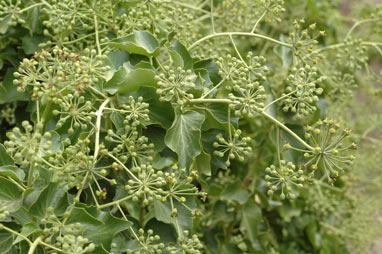 APII jpeg image of Hedera hibernica  © contact APII