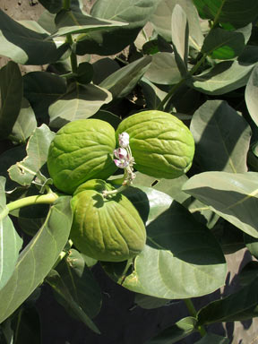 APII jpeg image of Calotropis procera  © contact APII