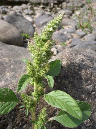 APII jpeg image of Amaranthus retroflexus  © contact APII