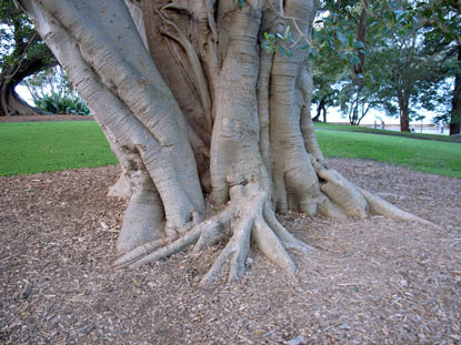 APII jpeg image of Ficus rubiginosa  © contact APII