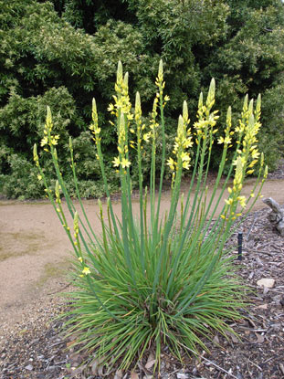 APII jpeg image of Bulbine sp.  © contact APII