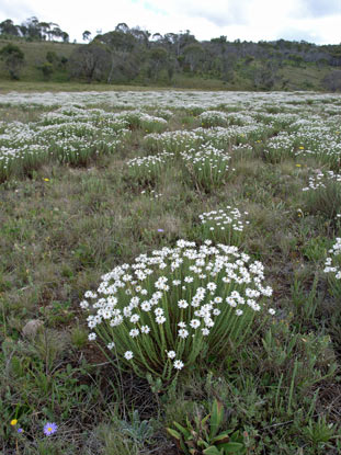 APII jpeg image of Rhodanthe anthemoides  © contact APII