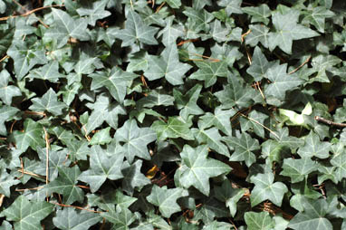 APII jpeg image of Hedera helix  © contact APII