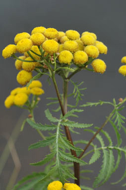 APII jpeg image of Tanacetum vulgare  © contact APII