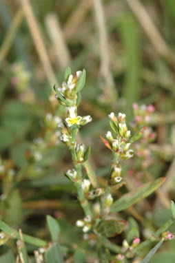 APII jpeg image of Polygonum arenastrum  © contact APII