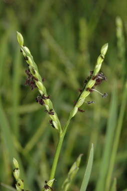 APII jpeg image of Paspalum distichum  © contact APII