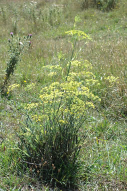 APII jpeg image of Foeniculum vulgare  © contact APII