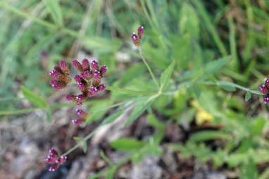 APII jpeg image of Verbena incompta  © contact APII