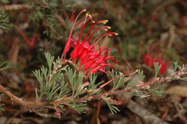 APII jpeg image of Grevillea humifusa  © contact APII