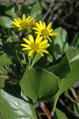 APII jpeg image of Chrysanthemoides monilifera subsp. rotundata  © contact APII