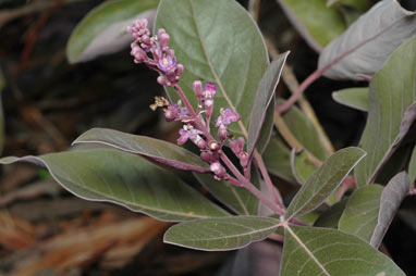 APII jpeg image of Vitex trifolia var. subtrisecta  © contact APII