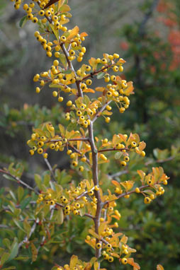 APII jpeg image of Pyracantha rogersiana  © contact APII