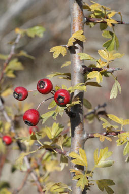 APII jpeg image of Crataegus monogyna  © contact APII