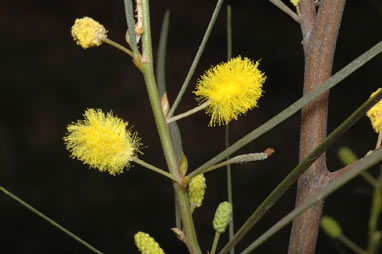 APII jpeg image of Acacia fauntleroyi  © contact APII