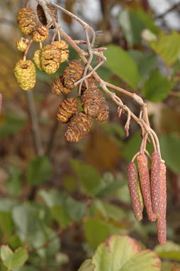 APII jpeg image of Alnus glutinosa  © contact APII