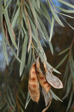 APII jpeg image of Acacia pendula  © contact APII