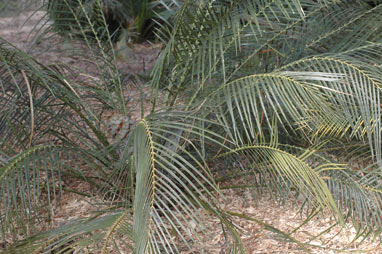 APII jpeg image of Macrozamia montana  © contact APII