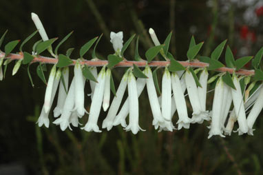 APII jpeg image of Epacris sparsa  © contact APII