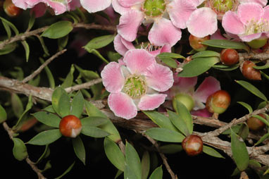 APII jpeg image of Leptospermum squarrosum  © contact APII