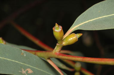 APII jpeg image of Eucalyptus baeuerlenii  © contact APII