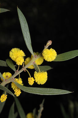 APII jpeg image of Acacia venulosa  © contact APII