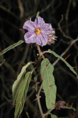 APII jpeg image of Solanum curvicuspe  © contact APII