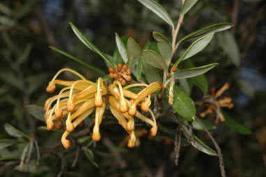 APII jpeg image of Grevillea 'Poorinda Diadem'  © contact APII