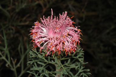 APII jpeg image of Isopogon dubius  © contact APII