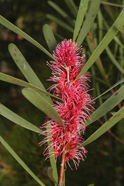 APII jpeg image of Hakea 'Winter Burgundy'  © contact APII