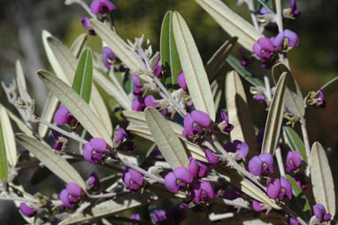 APII jpeg image of Hovea lanceolata  © contact APII