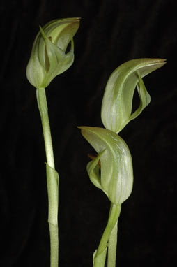 APII jpeg image of Pterostylis abrupta  © contact APII