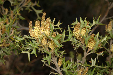 APII jpeg image of Grevillea ramosissima subsp. ramosissima  © contact APII