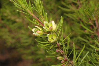 APII jpeg image of Boronia clavata  © contact APII