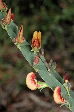 APII jpeg image of Bossiaea scolopendria  © contact APII