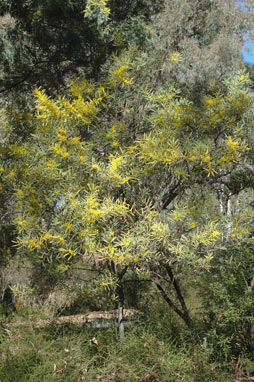 APII jpeg image of Acacia penninervis var. penninervis  © contact APII