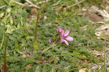 APII jpeg image of Erodium cicutarium  © contact APII