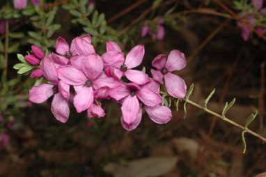 APII jpeg image of Tetratheca thymifolia 'Bicentennial Belle'  © contact APII