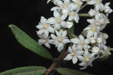 APII jpeg image of Commersonia salvifolia  © contact APII