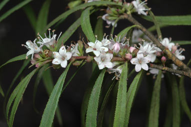 APII jpeg image of Myoporum bateae  © contact APII