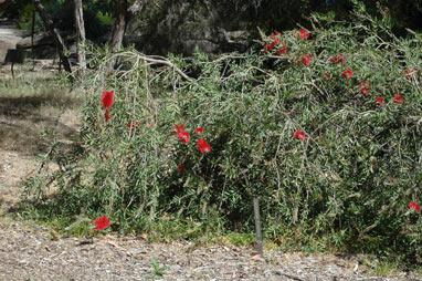 APII jpeg image of Callistemon citrinus 'Firebrand'  © contact APII