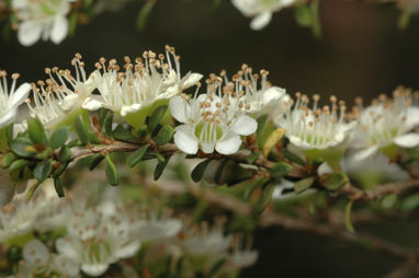 APII jpeg image of Leptospermum minutifolium  © contact APII