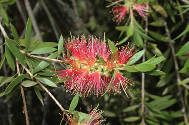 APII jpeg image of Callistemon 'Country Sprite'  © contact APII