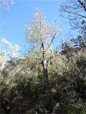 APII jpeg image of Brachychiton acuminatum  © contact APII