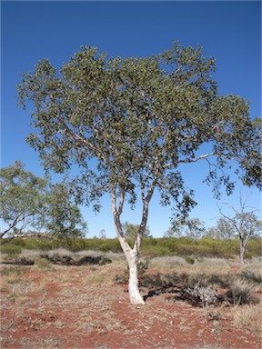 APII jpeg image of Corymbia candida  © contact APII