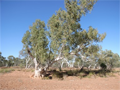 APII jpeg image of Eucalyptus camaldulensis subsp. obtusa  © contact APII