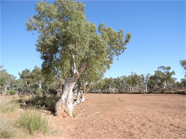 APII jpeg image of Eucalyptus camaldulensis subsp. obtusa  © contact APII