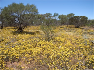 APII jpeg image of Waitzia sp.  © contact APII