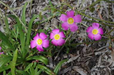 APII jpeg image of Calandrinia polyandra  © contact APII