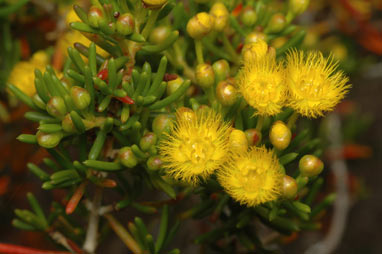 APII jpeg image of Verticordia chrysantha  © contact APII