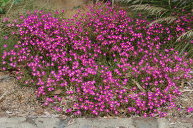 APII jpeg image of Calandrinia polyandra  © contact APII